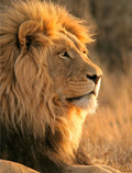 Lion Teaser