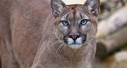 Mac OS X Mountain Lion Service
